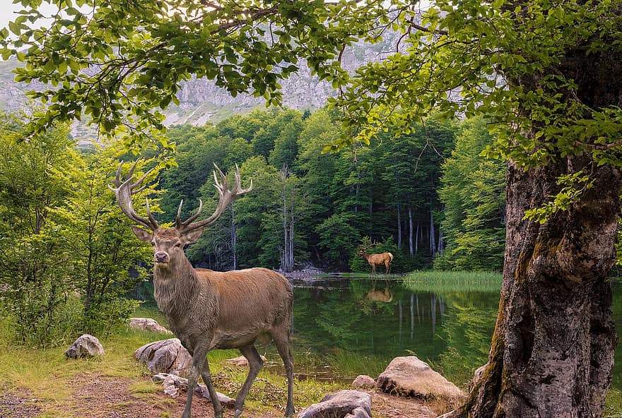 ヘラジカ、鹿、動物、野生動物、森林、木、湖、哺乳類、動物相、荒野、野生の動物