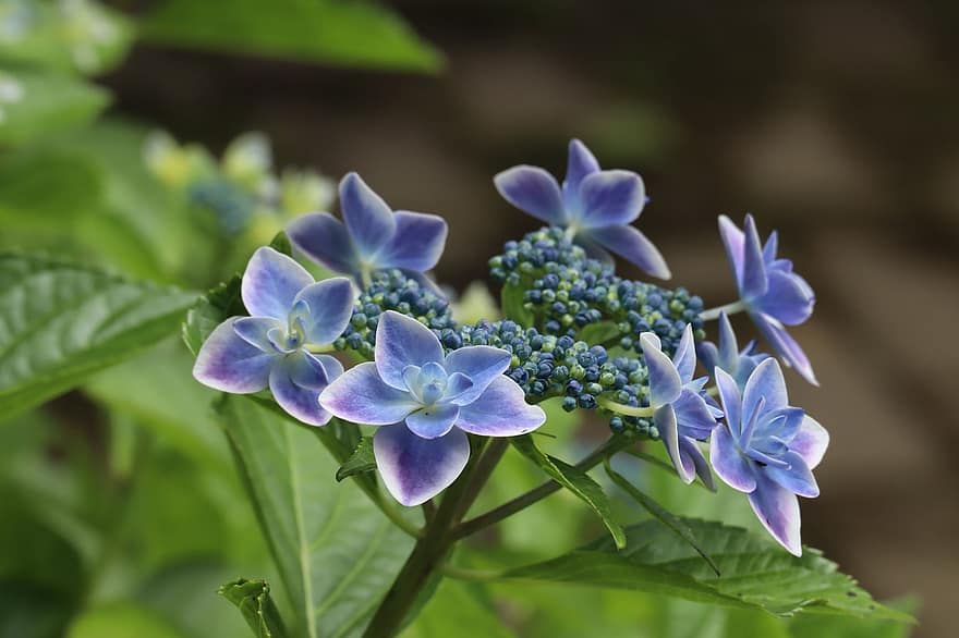 naturlig, plante, blomster, hortensia, blåviolet