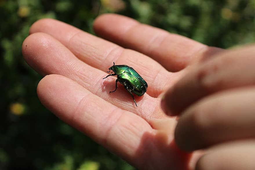 escarabat, error, insecte, verd