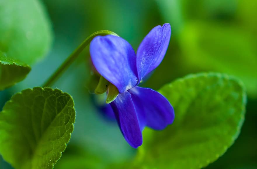 bloem, blauwe bloem, bloeiende bloem, de lente, plantkunde, botanische tuin, tuin-, paarse bloem