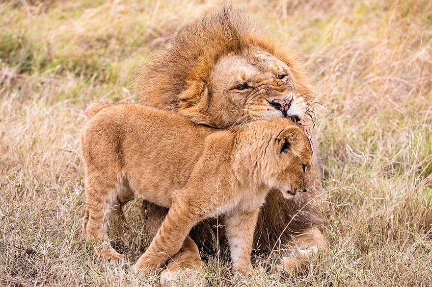 lev, mládě, Kočkovitý, dravec, masožravec, volně žijících živočichů, zvíře, kočka, safari, savec, mladý