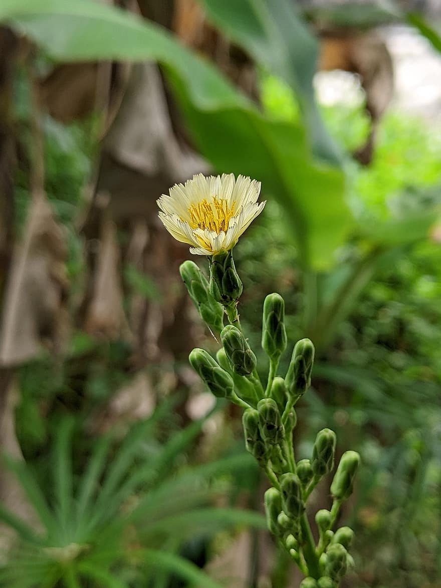 индийска салата, цвете, растение, Lactuca Indica, листенца, разцвет, флора, природа