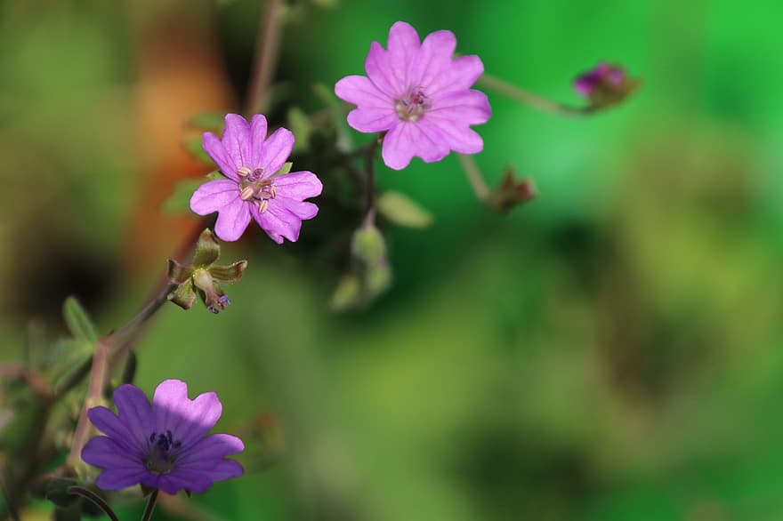 花、森エルク、ピンク、咲く、紫の、バイオレット、綺麗な、閉じる