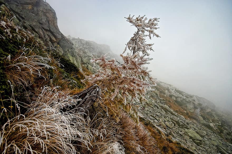 Berg, Alpen, Herbst, kalt, Brina, gefrorener Baum, tiefe Wolken, Nebel, Landschaft, Trekking