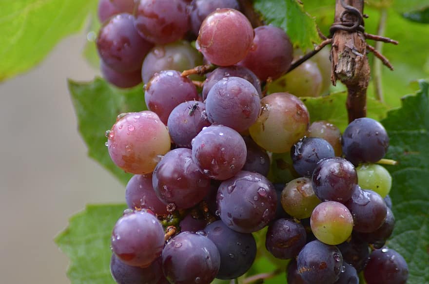 виноград, фрукты, питание, свежий, здоровый, созревший, органический, милая, производить, урожай