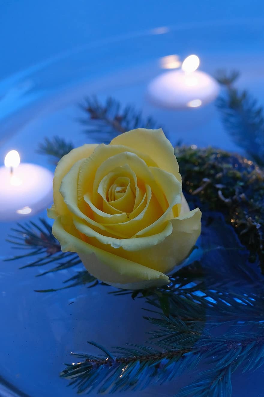 Winter, Holiday, Christmas, Ornament, Flower, Rose, Yellow, Fenyőág, Just Add Water, Candle, petal