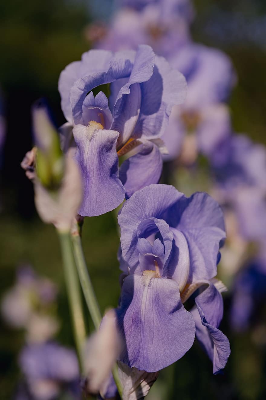 iris, flores violetas, las flores, naturaleza, jardín, floración, flores, flor, planta, de cerca, púrpura
