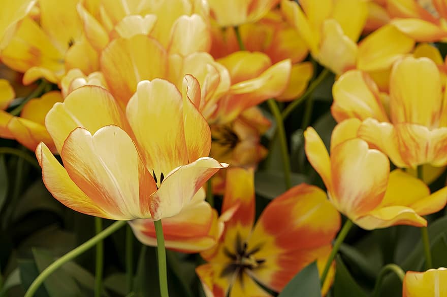 tulipani, petali, pianta, primavera, fiori, giallo, fiore, testa di fiore, avvicinamento, estate, petalo
