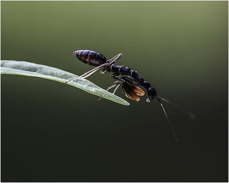 कीड़ा जो अपने अगले पैर को इस तरह जोड़े रहता है मानो प्रार्थना कर रहा हो, कीट, एक प्रकार का कीड़ा, Mantodea, प्रकृति, जानवर, कीटविज्ञान, क्लोज़ अप, वन्यजीव, लीफ