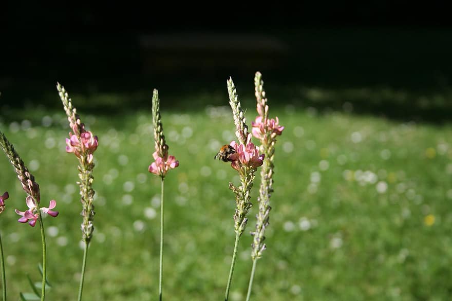 Обикновени еспарзети, земна пчела, цветя, Полска пчела, растения, цвят, разцвет, природа, градина, зелен цвят, лято