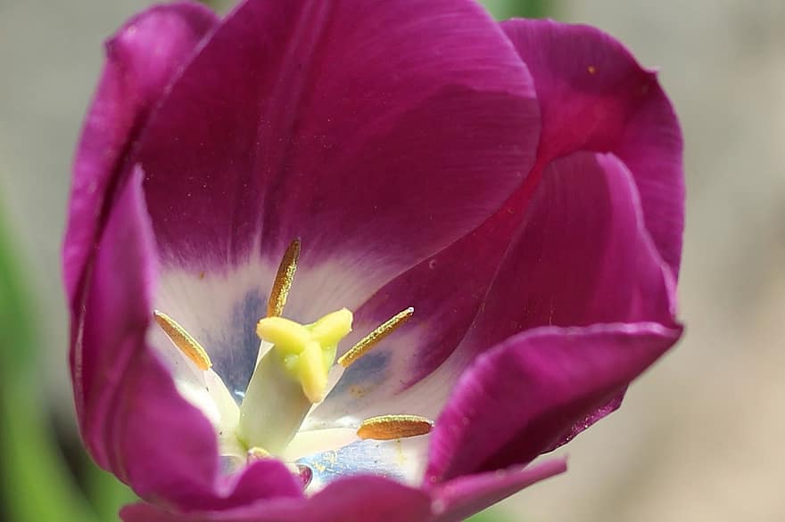 チューリップ、紫チューリップ、紫色の花、花、春、フローラ、自然、閉じる、工場、花弁、フラワーヘッド