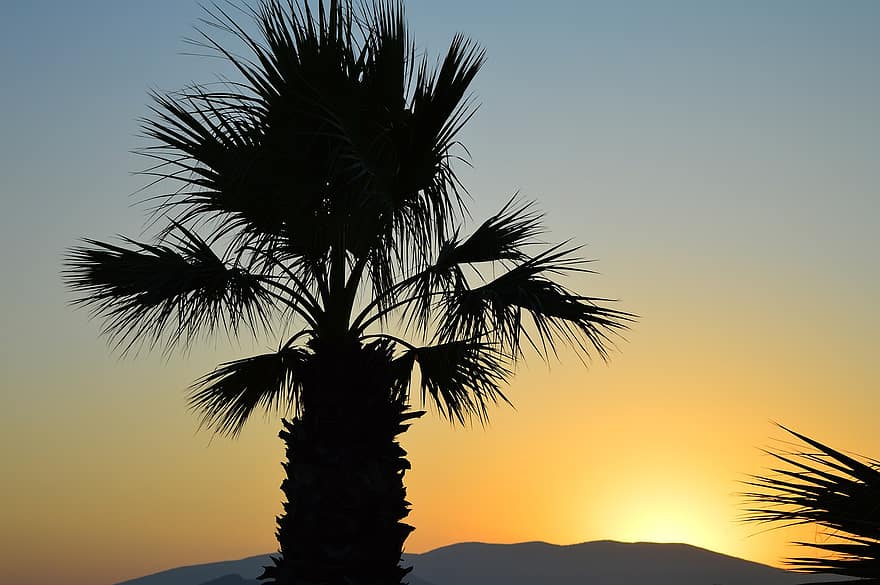 zonsopkomst, palmboom, berg-, silhouet, zonlicht, hemel, palm, bladeren, heuvels, ochtend-, landschap