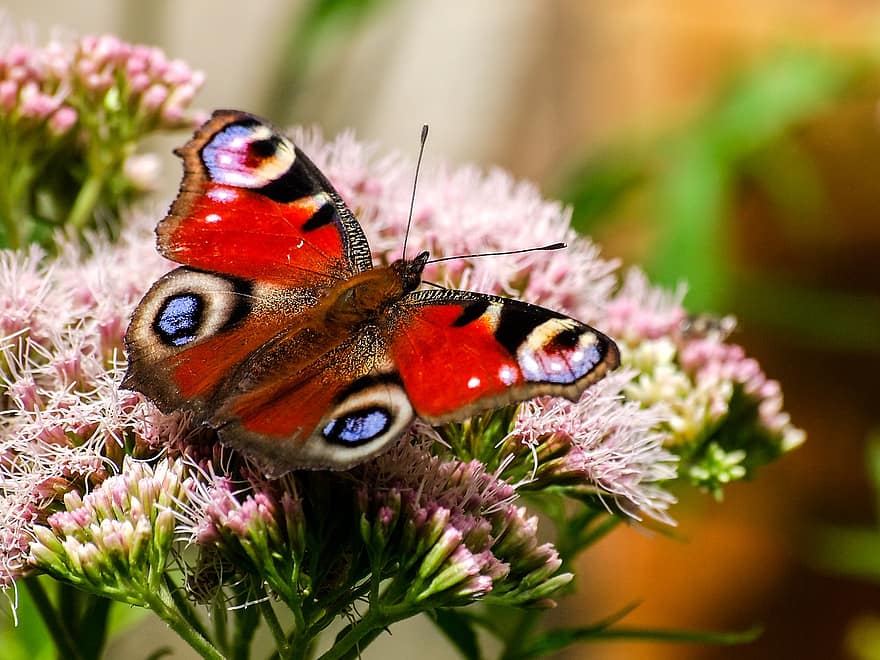 mariposa pavo real, mariposa, flor, polinizar, polinización, insecto, floración, flora, fauna, naturaleza