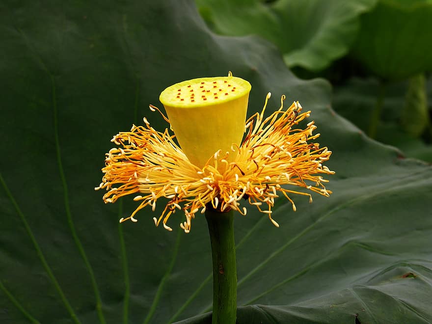 lotus, sarı lotus, çiçek, Amerikan Lotusu, Çiçek açmak, çiçekli bitki, suda yaşayan bitki, bitki, bitki örtüsü, doğa