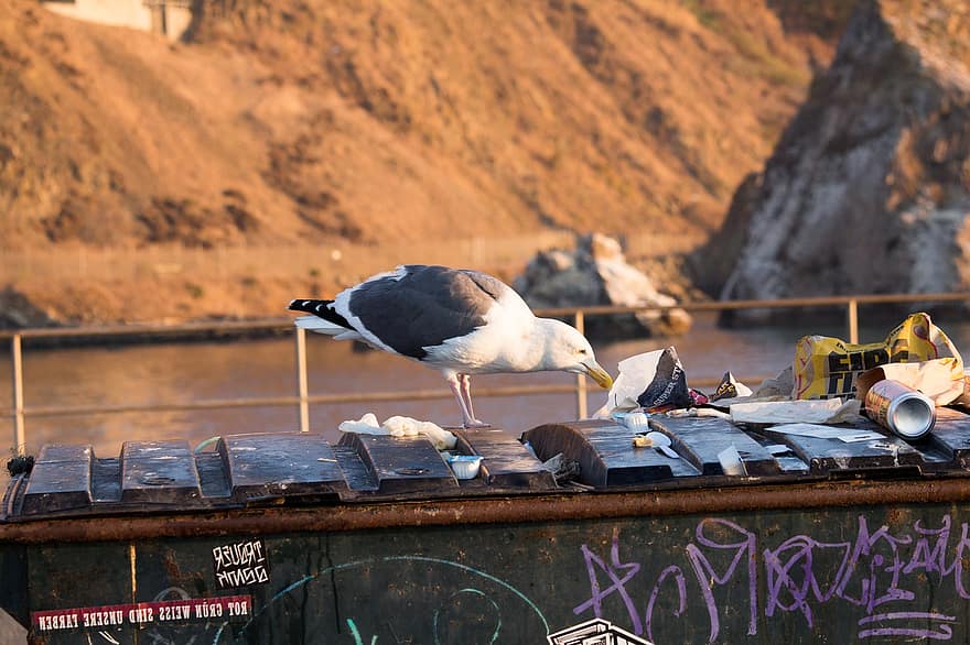 чайка, пластик, отходы, загрязнение, Опасность, среда, загрязнение окружающей среды, птица, нездоровый