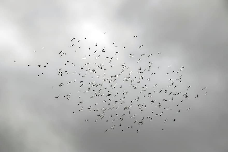 ocells, ramat, estornells, vida salvatge, cel, hivern, cel gris, volant, fons, blau, a l'aire