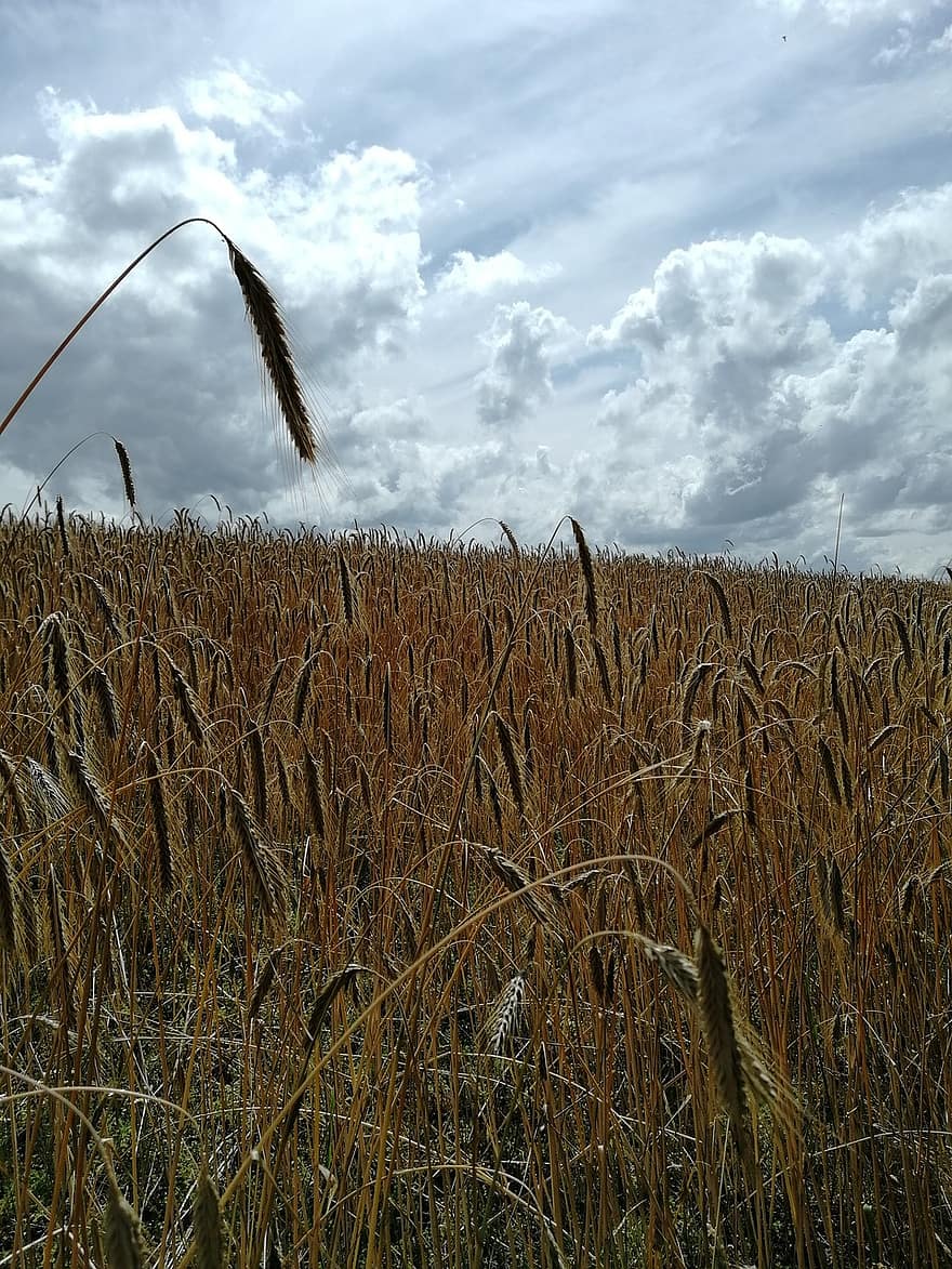 trigo, campo, grano, cultivo, centeno, cereal, dorado, rural, cebada, naturaleza, Paja