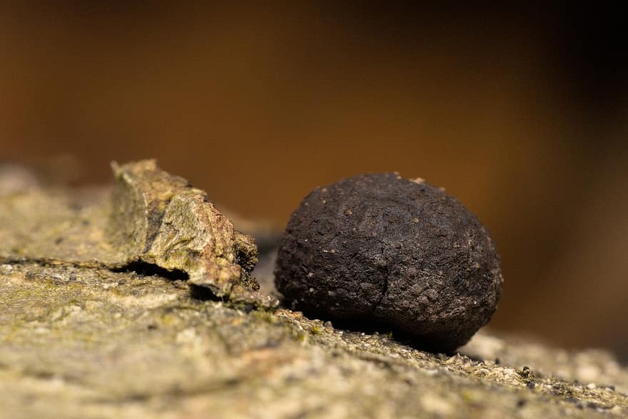 truffle, jamur, truffle hitam, kulit, alam, merapatkan, makro, batu, binatang di alam liar, latar belakang, pasir