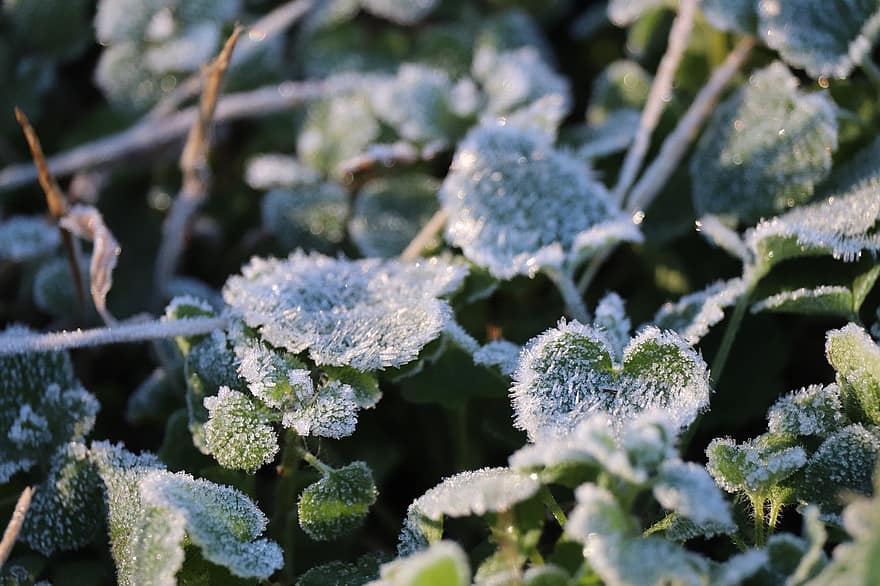 Nature, Frost, Winter, Season, Leaves, Foliage, Growth, Plant, close-up, leaf, green color