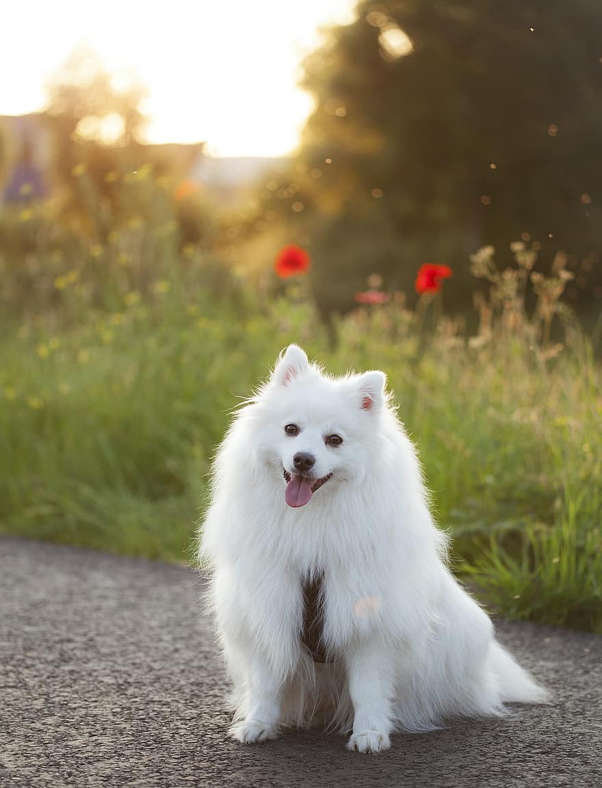perro, perrito, prado, de pura raza, mascota, delantero japonés, linda, Keeshond, excursionismo