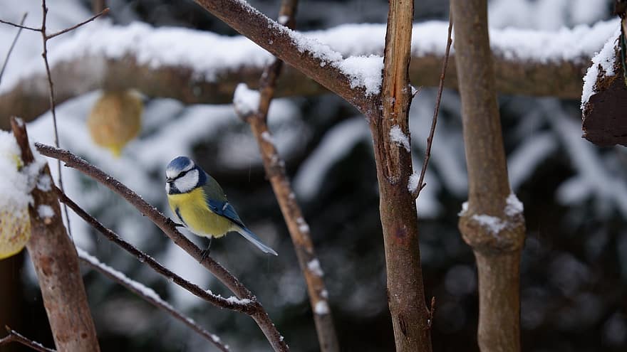zils zīle, putns, sēž, zīle, dzīvnieku, sniegs, ziemā, spalvas, knābis, rēķinu, putnu vērošana