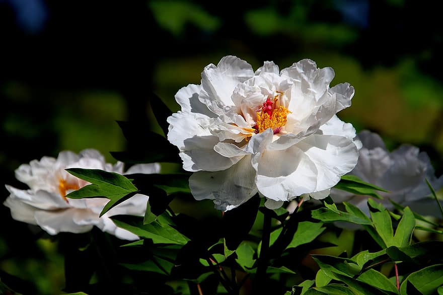 Peonies, White Peonies, White Flowers, Garden, Flowers, Flora, Bloom, Blossom, Botany, flower, close-up