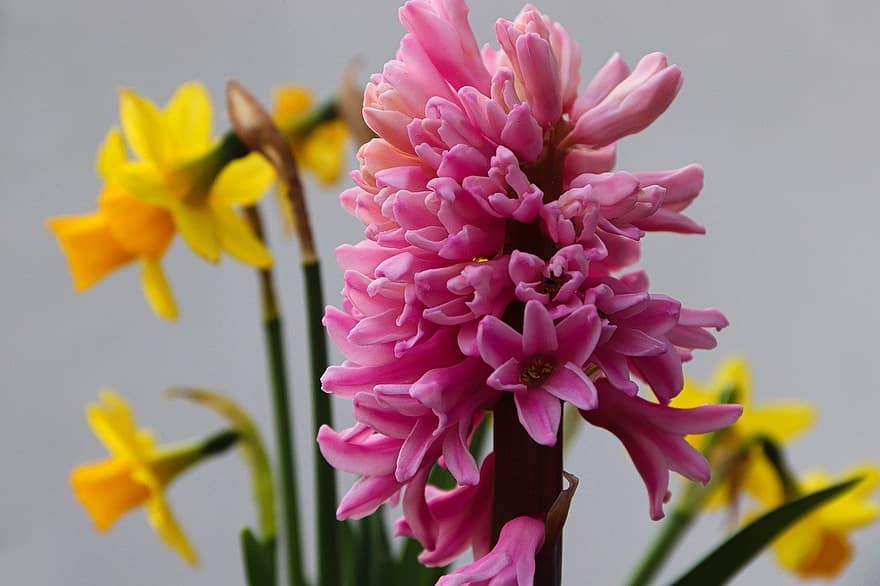 hiacintes, ziedi, augu, hyacinthus, dārza hiacintes, rozā ziedi, zied, ziedkopas, dekoratīvo augu, pavasara zieds, griezts zieds