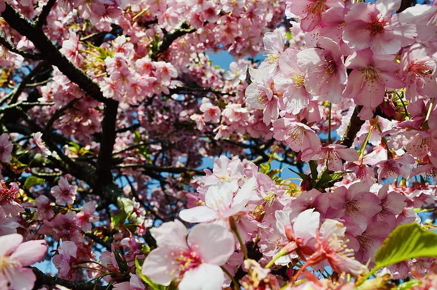 Sakura, Blumen, Kirschblüten, rosa Blütenblätter, Blütenblätter, blühen, Flora, Frühlingsblumen, Natur, Frühling, Pflanze