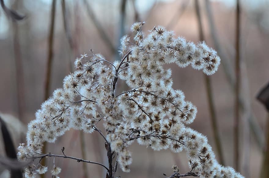 Goldenrod, Flowers, Seed Heads, Seeds, Plant, Nature, Winter, close-up, branch, flower, season