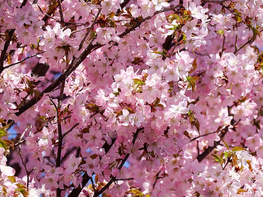 kersenbloesems, sakura, roze bloemen, bloemen, natuur, bloesems, Japan, hokkaido, lente, tak, boom