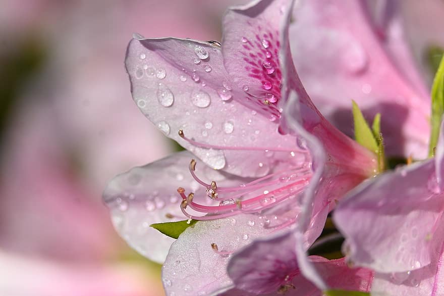 bunga-bunga, azalea merah muda, arboretum, mekar, di luar rumah, alam, sinar matahari, cahaya pagi, embun, tetes embun, air
