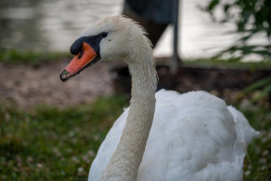 Swan, Mute Swan, White Swan, Close-up, Head, Head Shot, Waterfowl, Grass, Lake, Nature, Bird