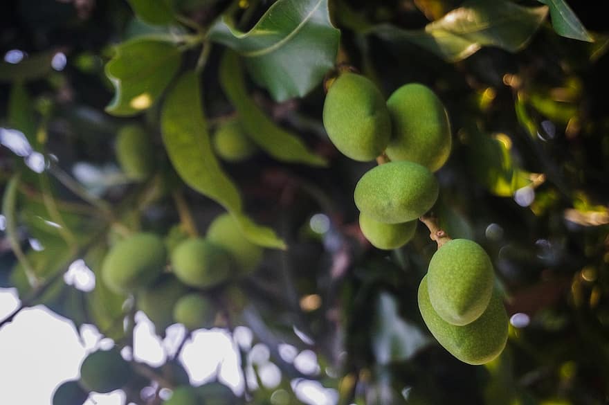 Mangoes, Fruits, Food, Harvest, Agriculture, Leaves, Tree, Fresh, Healthy, Nature, Organic