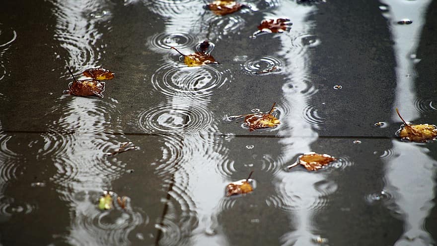 дощ, води, листя, краплі води, на відкритому повітрі