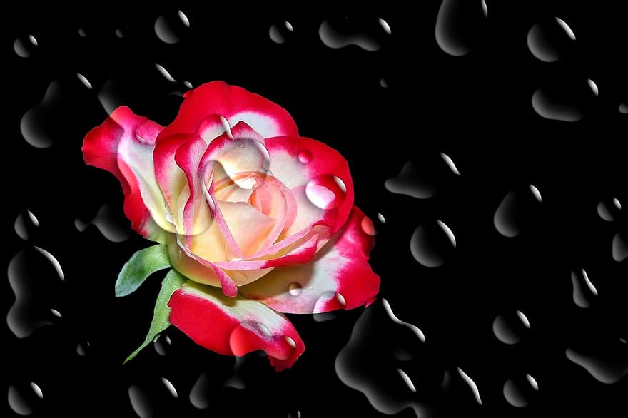 bloem, bloesem, bloeien, roos, rood, rode roos, waterdruppel