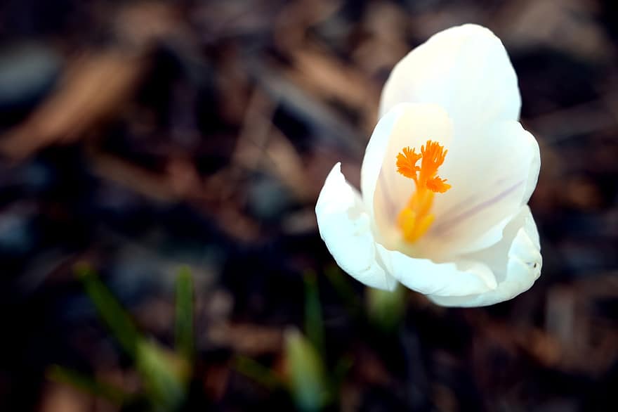 крокус, квітка, Рослина, пелюстки, біла квітка, цвітіння, провісник весни, весна, природи, сад