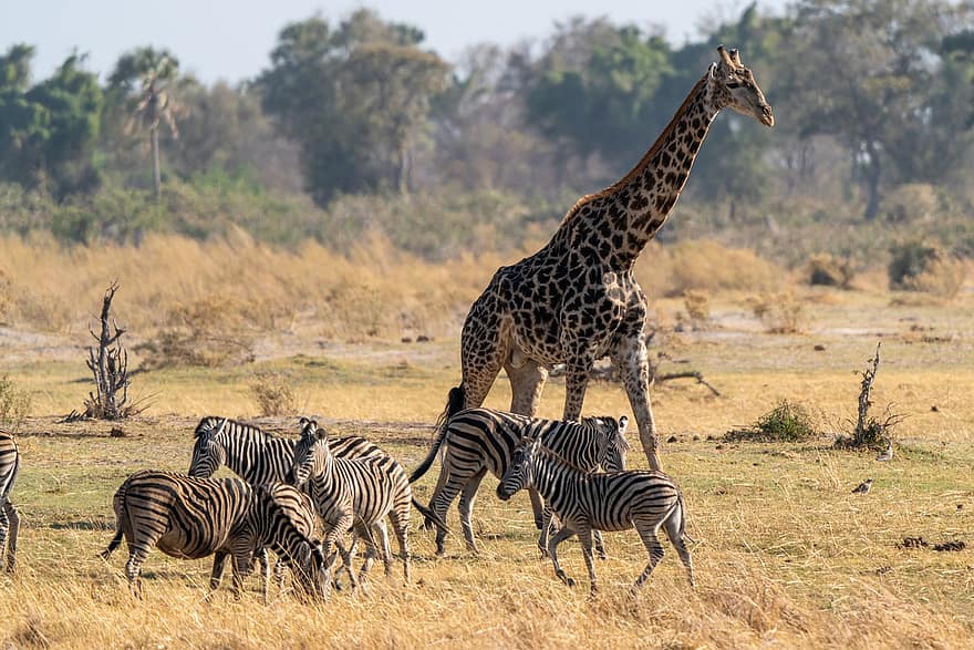 зебра, жираф, сафари, животни, бозайници, диви животни, дивата природа, фауна, пустиня, природа, Ботсуана