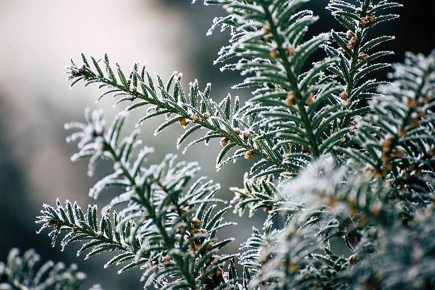 nåletræ, grene, sne, vinter, stedsegrønne, nåle, rimfrost, frost, frost-, snedækket, vinterlige