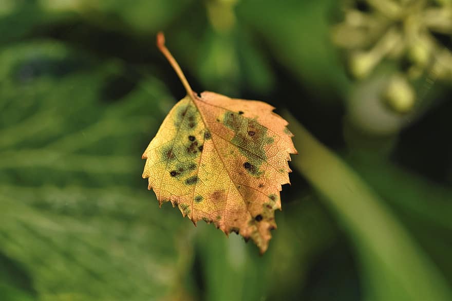 листо, листа от бреза, шума, падане, есен