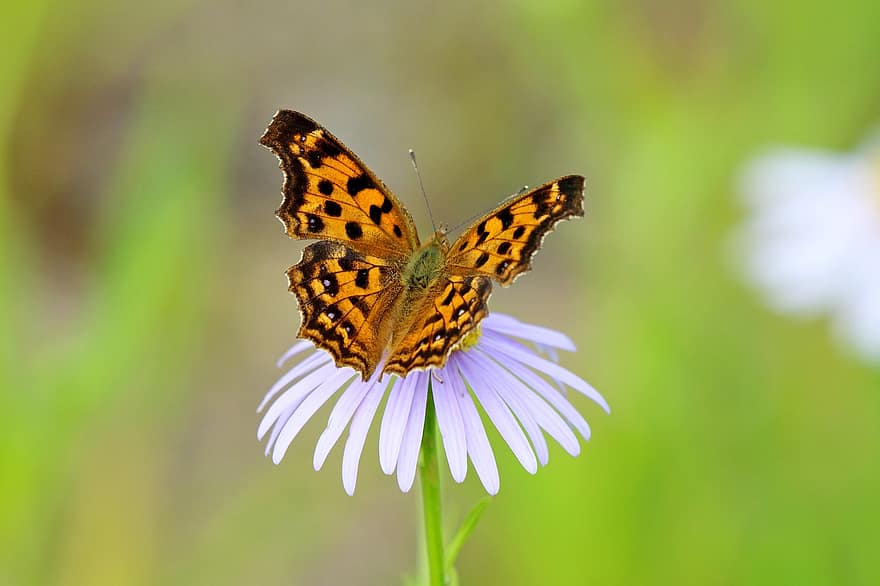 motyl, kwiat, zapylać, zapylanie, owad, Skrzydlaty owad, skrzydła motyla, kwitnąć, flora, fauna, Natura