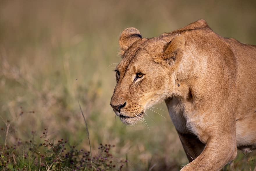 Africa, leu, pisică, leoaică, animal, natură, în aer liber, animale sălbatice, Femeie, sălbatic, mamifer