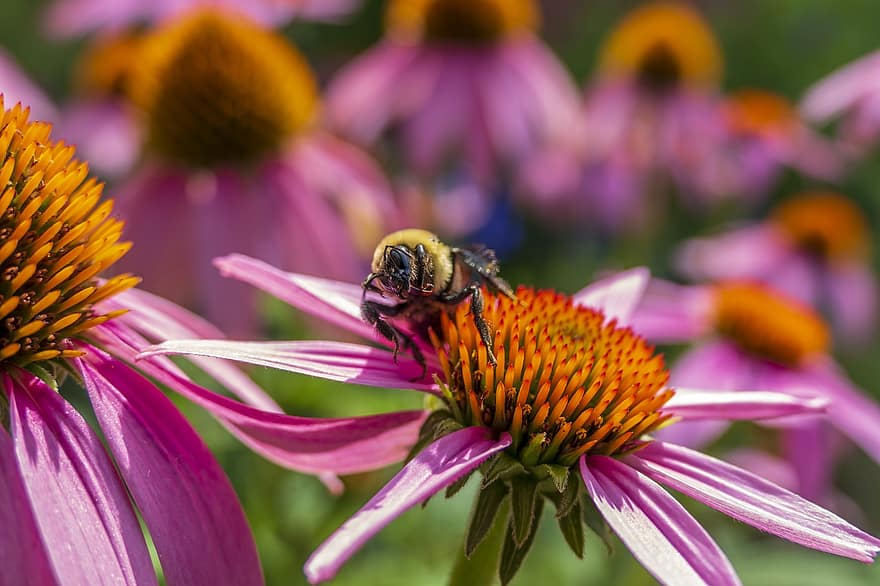 abelha, bumble, bumblebee, inseto, animal, erro, animais selvagens, natureza, flor, verão, asas
