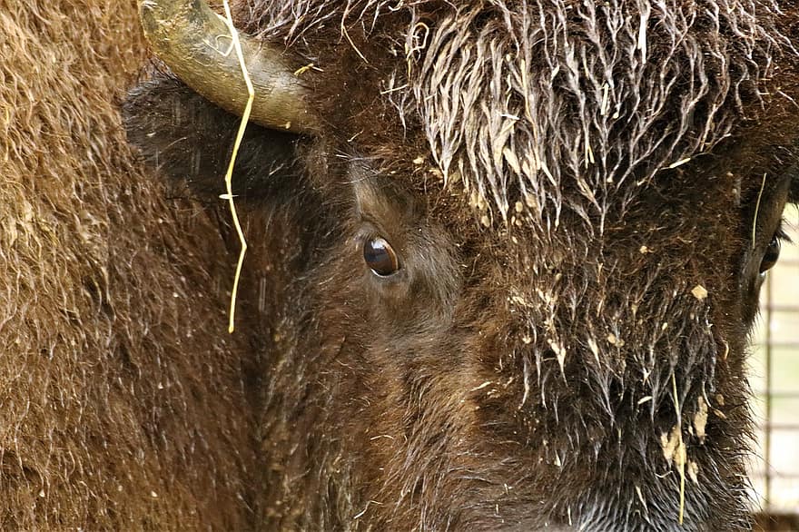 bison, buffle, faune, la nature, tête, visage