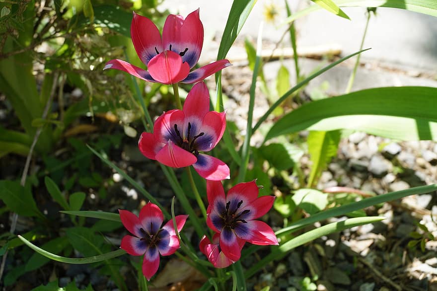 những bông hoa, hoa tulip, vườn tulip, thực vật học, hoa, Thiên nhiên, cánh hoa