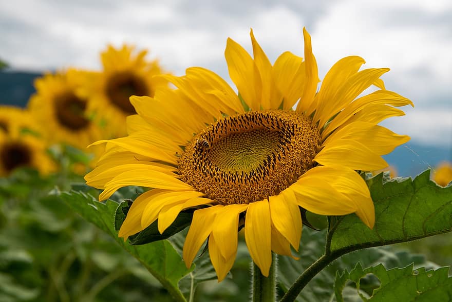 Sunflowers, Savoie, Yellow, Bee, Flower, Field, Culture, France, Summer