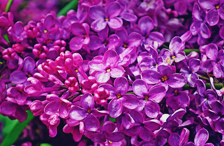 lilacs, flori, grădină, violet flori, petale, violete petale, a inflori, inflori, floră, plantă, natură
