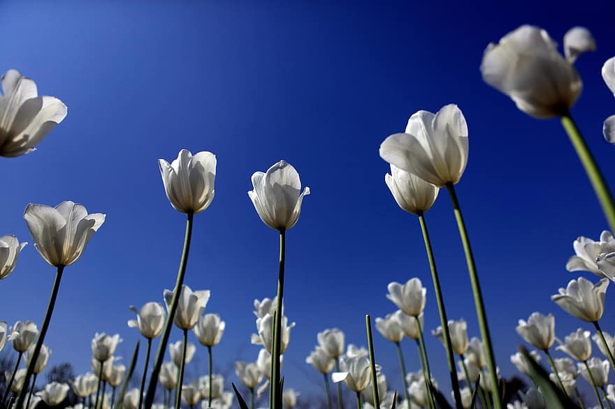チューリップ、フラワーズ、フィールド、白いチューリップ、花びら、白い花びら、咲く、花、フローラ、空、植物