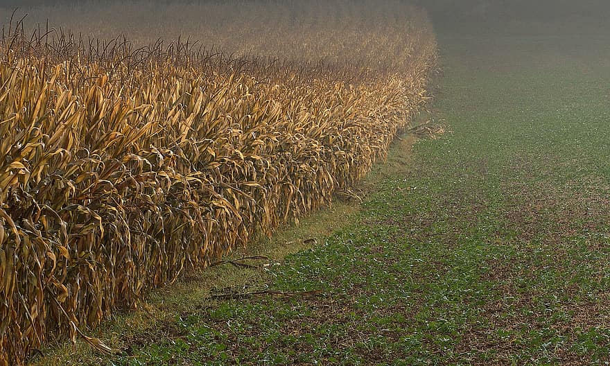 brouillard, champ de blé, Prairie, tomber, paysage, champ, agriculture, rural, scène rurale, ferme, herbe