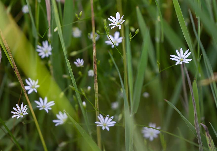 Μικρό Stitchwort, stellaria graminea, λουλούδι ξύλο, αγριολούλουδο, Λουλούδι Hedgerow, λευκό λουλούδι, Περέννια