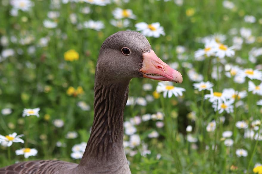 greylag goose, ห่าน, นก, นกน้ำ, สัตว์, เครื่องแต่งตัว, จะงอยปาก, ดอกไม้, ทุ่งหญ้า, ธรรมชาติ, ขน